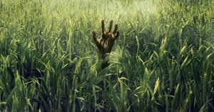 The Netflix Original Movie IN THE TALL GRASS Is An Eerie Stephen King Adaptation - MOVIE REVIEW