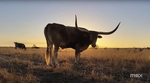 Trailer For Richard Linklater's Documentary Trilogy GOD SAVE TEXAS